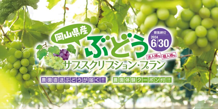 「岡山のぶどう」が定期的に届くサブスクリプションの販売締切が
6月30日に迫る！ぶどう生産者との体験交流も