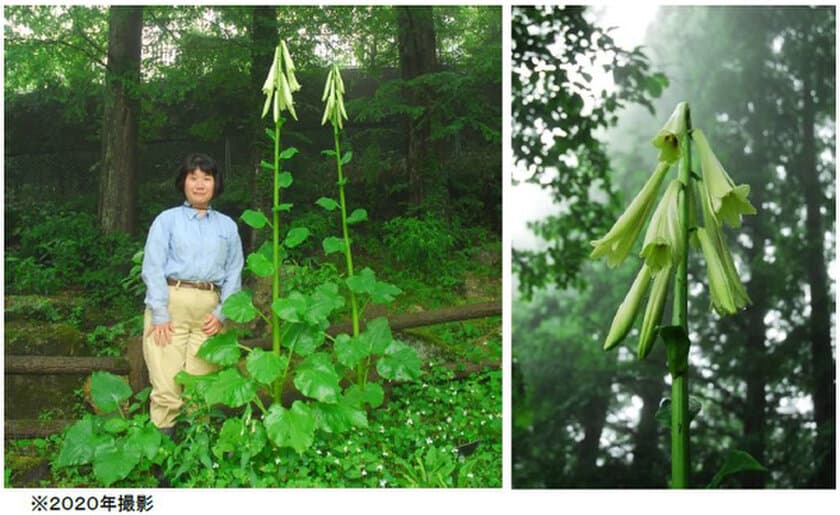 六甲高山植物園 まもなく開花！
巨大な ヒマラヤウバユリ