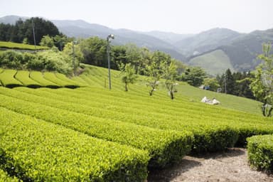 神奈川県産地