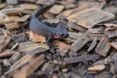 アカハライモリ　6月にすでに生息を確認