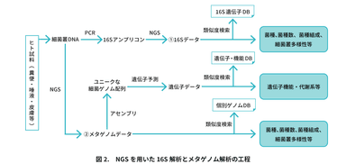 腸内細菌叢サービス画像　図2