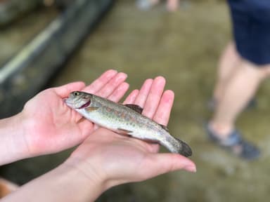 魚のつかみどり体験イメージ2