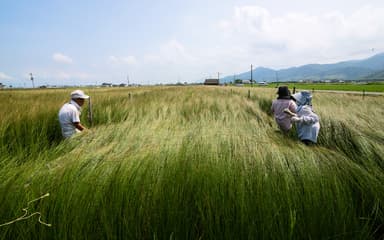 12_igusa(c)2017 熊本県いぐさ・畳表活性化連絡協議会 IGSAPHOTOLOG