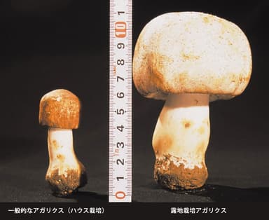 サイズの比較　左：ハウス栽培　右：露地栽培