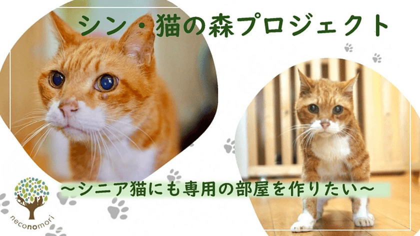 シニア保護猫の専用部屋を作るためのクラウドファンディングに
7月31日まで挑戦！～目標は建物建築にかかる費用6,000万円～