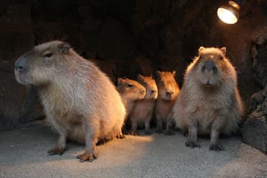 伊豆シャボテン公園のカピバラ一家