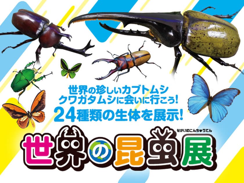 【近鉄百貨店 四日市店】昆虫たちと間近でふれあえる！
世界の昆虫展