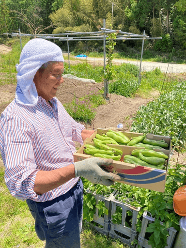 畑で採れた野菜