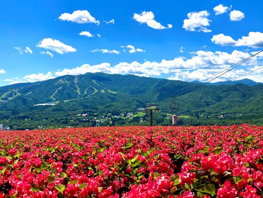 岐阜県郡上市の高原リゾート「ひるがのピクニックガーデン」
今年もオープン　1万5千株のベゴニアが見頃！
フォトスポット「イロドリこみち」には新シリーズ登場