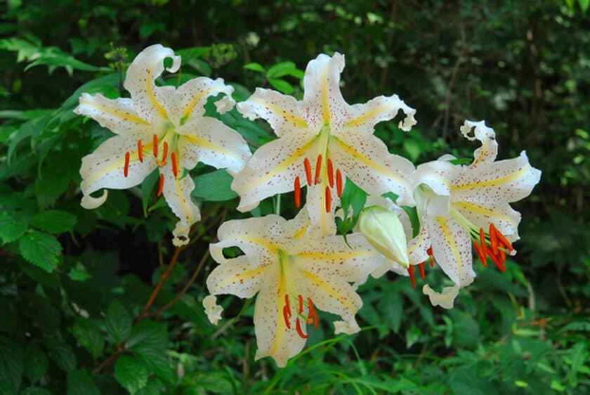 六甲高山植物園
カサブランカのもとになった日本固有種
ユリの女王 ヤマユリが見頃です！