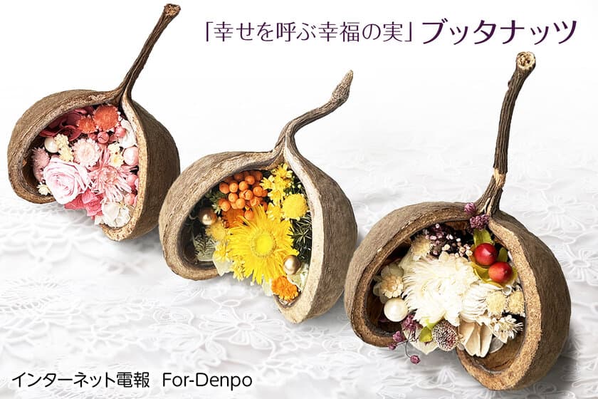 『For-Denpo』のプリザーブドフラワー電報に
新商品『幸せを呼ぶ幸福の実　ブッタナッツ』を発売