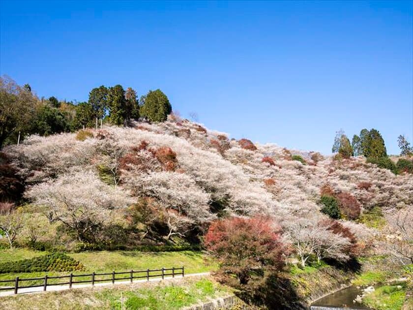 インバウンドにも対応！豊田市の秋の2大観光地
「香嵐渓・小原バスツアー」を7月29日(月)販売開始