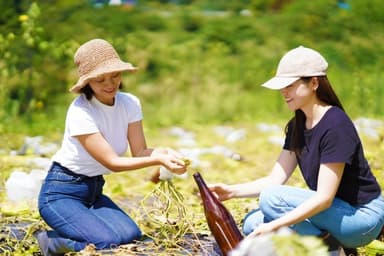 ヘチマ水収穫の様子