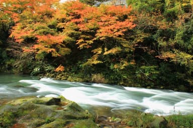 山中温泉の渓流