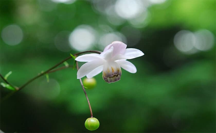 六甲高山植物園 林床に咲く涼しげな花
森の妖精 レンゲショウマが見頃です！