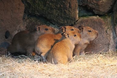 カピバラの赤ちゃん誕生2