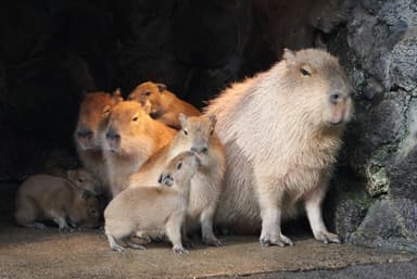 カピバラの赤ちゃん誕生3