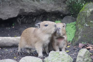 カピバラの赤ちゃん誕生4