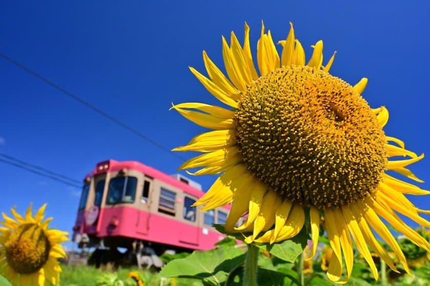 ローカル鉄道に乗って絶品グルメ満載の銚子で
大人の修学旅行を楽しもう！魅力的な美味しいグルメをご紹介