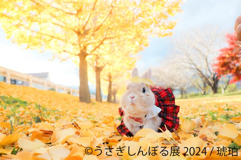 うさぎの魅力が大集合！
『うさぎしんぼる展 2024』9/20～東京開催！
会場限定の新作グッズと人気クリエイターのミニ個展も登場、
芸術の秋を感じるうさぎの祭典に注目！