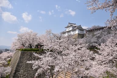 桜が満開時の津山城　津山市(Copyright (C) Tsuyama city)