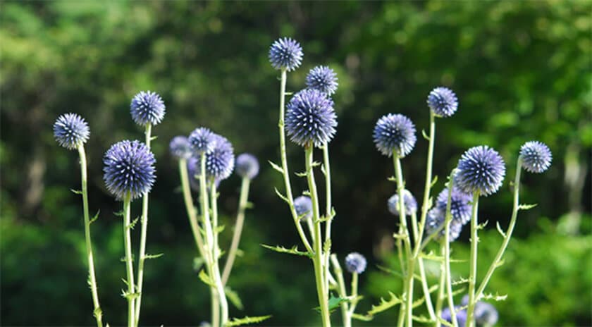 六甲高山植物園 絶滅が危惧される貴重な花
「ヒゴタイ」8月下旬まで見頃です！