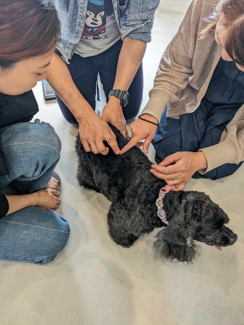 【ペットと生き残る防災】　
同行避難先で問題になるペットのストレス　8/28 山梨県で、
飼い主がペットを癒せる整体を防災の備えとして学ぶ　
かつて歩けなかったインストラクターが直接指導