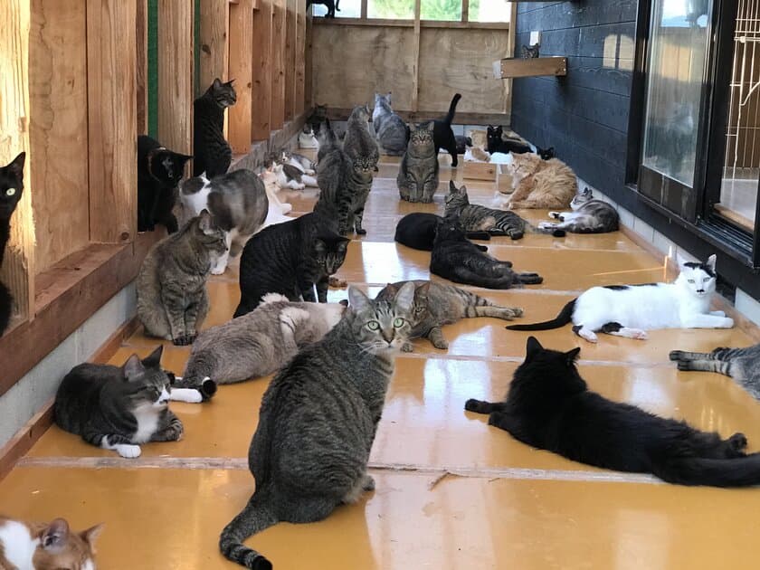 106匹の保護猫と3頭の保護犬のシェルター存続プロジェクト　
CAMPFIREにて9月30日までクラウドファンディングを実施