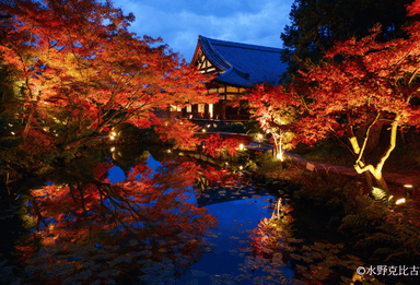 紫雲の庭(夜間)