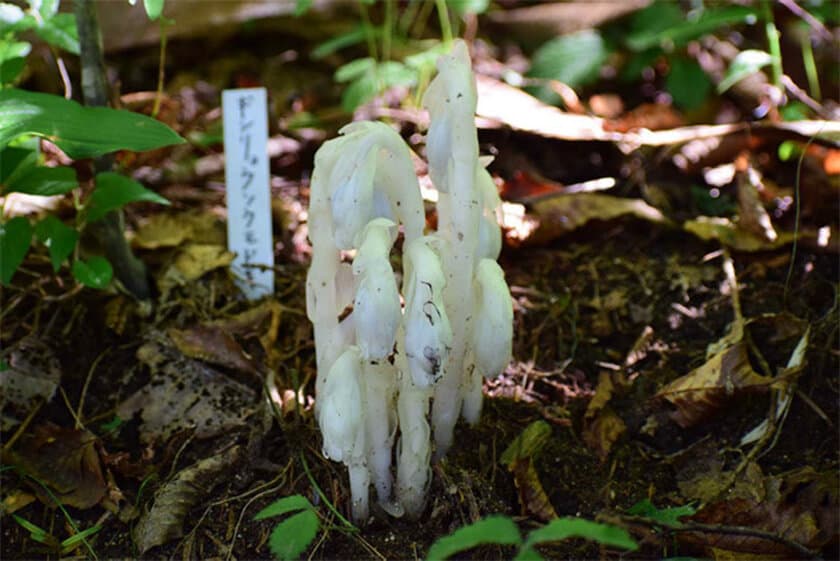 六甲高山植物園 神出鬼没？！
ギンリョウソウモドキが開花しました！