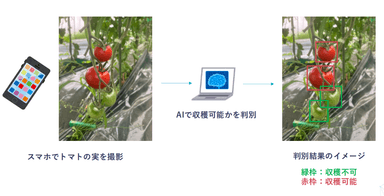 AI画像解析によるトマトの収穫判定AIシステム開発