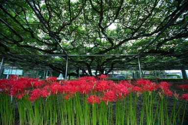 県天然記念物の「藤」直下の曼珠沙華