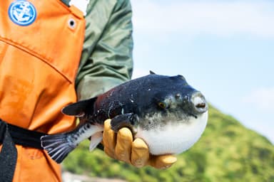 若狭ふぐ漁場ツアー