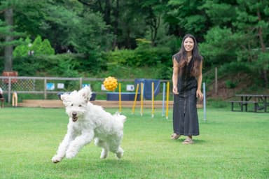 那須最大級の天然芝ドッグラン