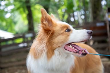 飼い主様の「あったらいいな」を集めたオンラインショップを開設！