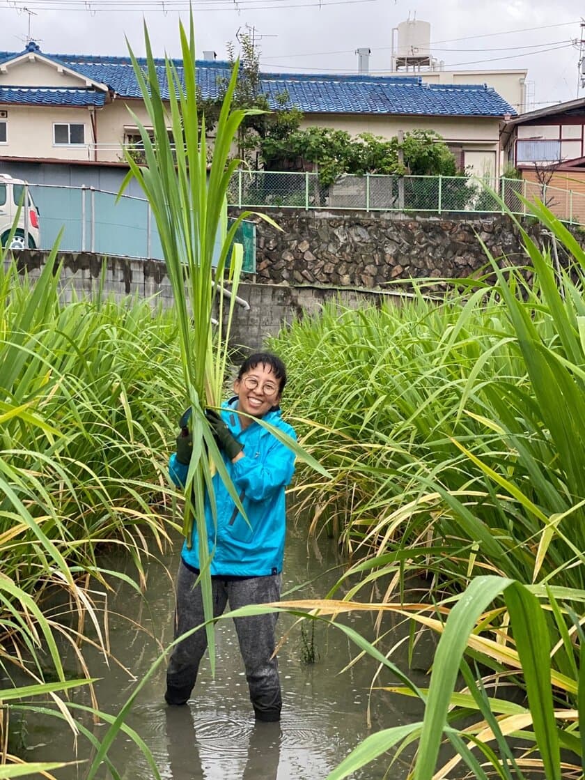 命を守る子ども食堂、物価高騰で多くが存続の危機に
支援に頼らない運営を目指し、高級食材まこもだけを栽培
　～10月12日富田林市でまこもだけ収穫イベント開催～