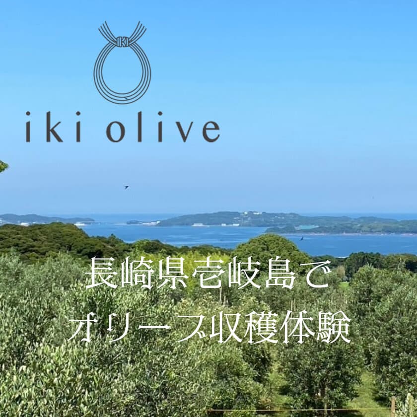 長崎県壱岐島にある壱岐オリーブ園にて
10月10日よりオリーブの収穫体験を開催　
搾りたてオリーブオイル(無濾過)の試飲も体験可能！