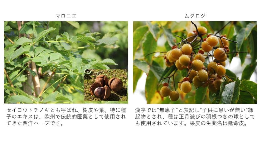 育毛の新時代へ：育毛タンパクCHI3L-1・CXCL5を増強する
植物エキス「マロニエエキス」および「ムクロジエキス」の発見