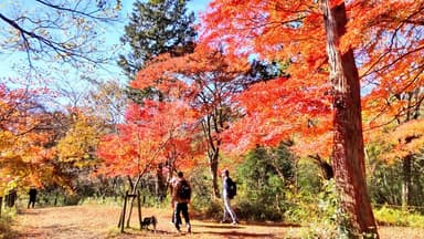 整備され歩きやすい