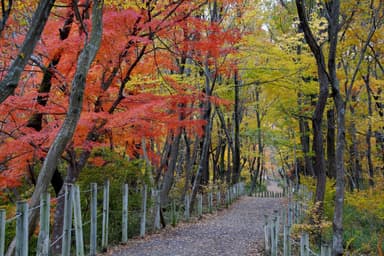 与謝野 晶子歌碑へ向かう遊歩道