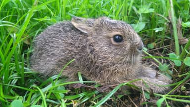 絶滅が懸念される日本固有種ニホンノウサギたちも訪れるブドウ畑