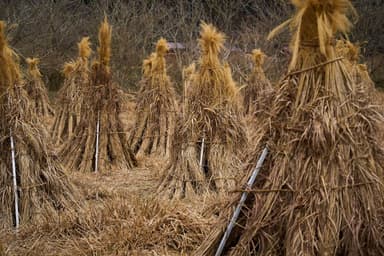 カヤ・キャン美山会場の茅場