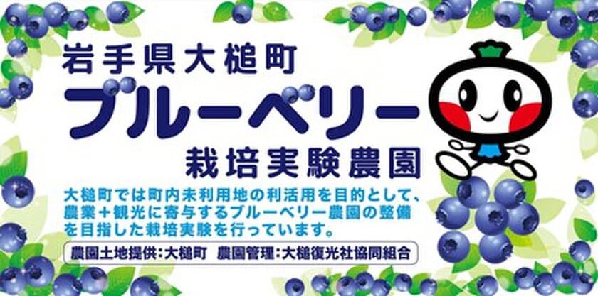 岩手県大槌町に新しい産業を！
復興に向けたブルーベリー栽培の実証実験開始！
11月5日(火)に植栽式を開催