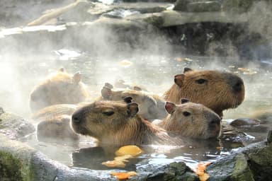 カピバラのゆず湯1