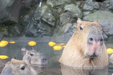 カピバラのゆず湯2