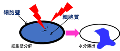 活性酸素による細胞壁分解