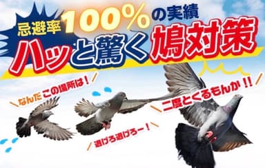 プロテクトが考える鳩対策イメージ画像