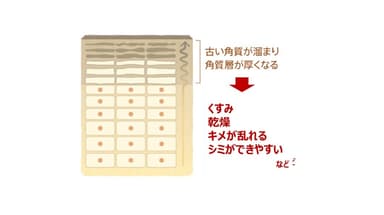 肌の断面図