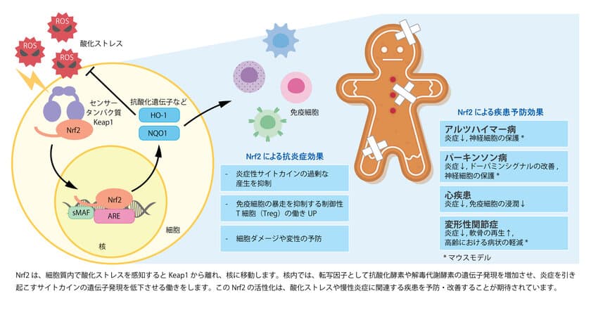 加齢性疾患の予防・進行抑制に向け、予防医学の新たな可能性　
FPP(パパイヤ発酵食品)によるNrf2の活性化について発表