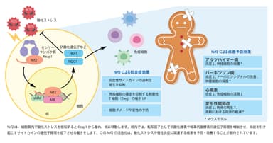 (図1)Nrf2の活性化による効果